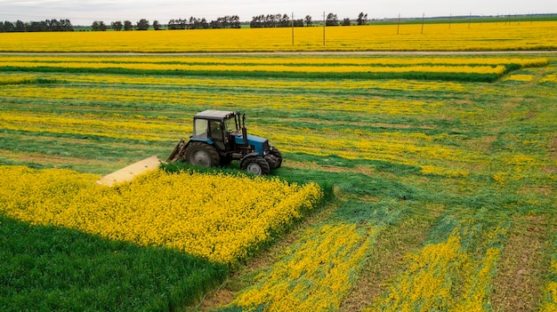 Il trattore falcia la vista del campo di colza gialla dal drone