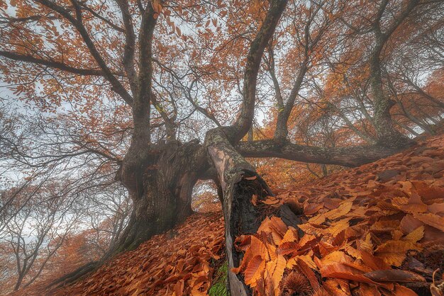 Il tricentenario autunno dei castagneti nella valle del Genal