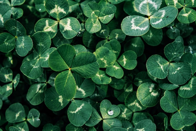 Il trifoglio verde lascia lo sfondo naturale il giorno di san patrizio