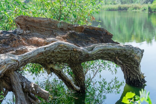 Il tronco caduto di un vecchio albero sul pittoresco lago, un grosso ostacolo nella verde riva del lago, la pianta è marciata nel tempo.