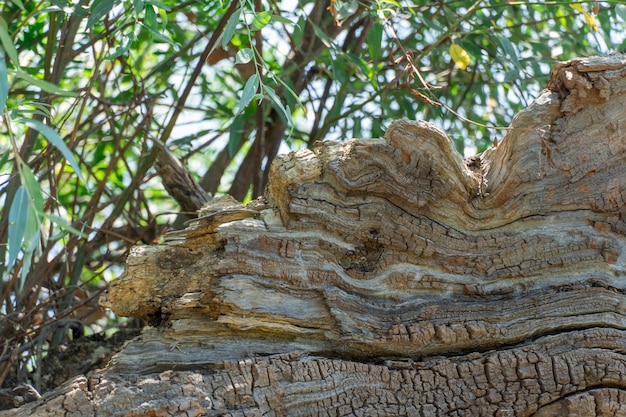 Il tronco caduto è un vecchio albero, un grosso ostacolo per la foresta. La pianta è marciata nel tempo e ha rotto la consistenza della natura del legno.