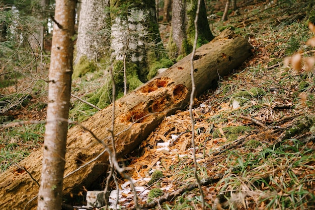 Il tronco d'albero marcio giace a terra nel parco di biogradska gora montenegro