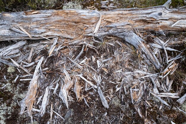 Il tronco d'albero marcio si è trasformato in polvere all'aperto