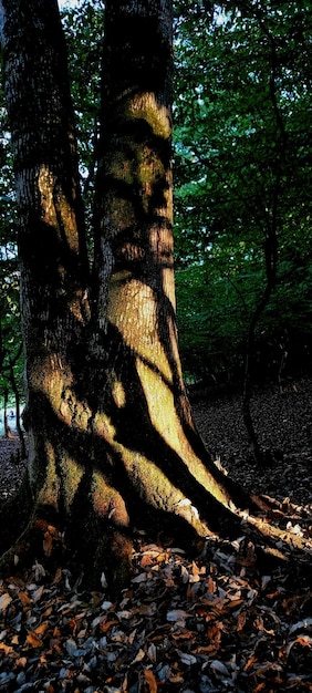 Il tronco dell'albero all'ombra