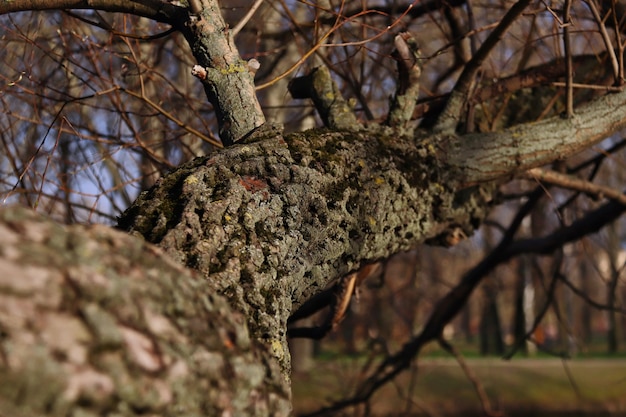 Il tronco dell'albero è ricoperto di licheni con rami