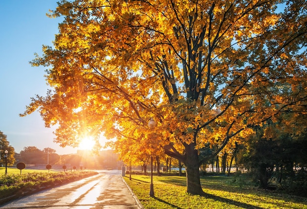 Il tronco e la corona di una grande quercia autunnale con foglie rosse al mattino soleggiato