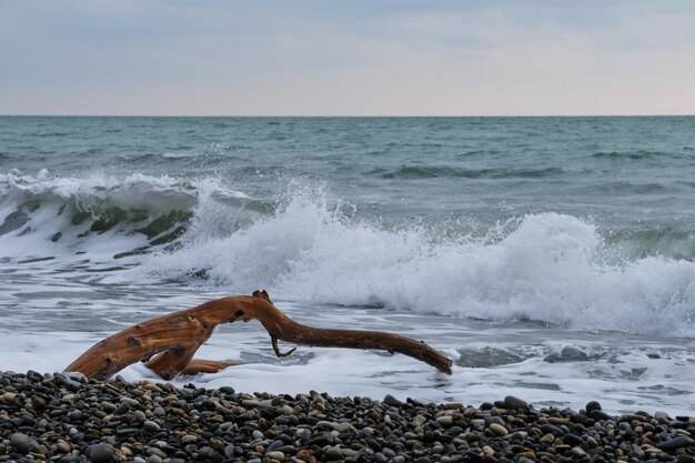 Il tronco è stato gettato sulla spiaggia di ciottoli del mare e giace e lavato dalle onde e dalla schiuma del mare