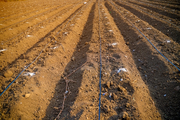 Il tubo di irrigazione a goccia del contadino o del lavoro indiano si monta nel campo dell'agricoltura