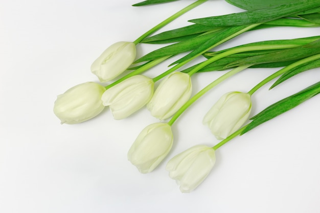 Il tulipano bianco di fioritura fiorisce con le foglie verdi su fondo bianco con lo spazio della copia. Vista dall&#39;alto.