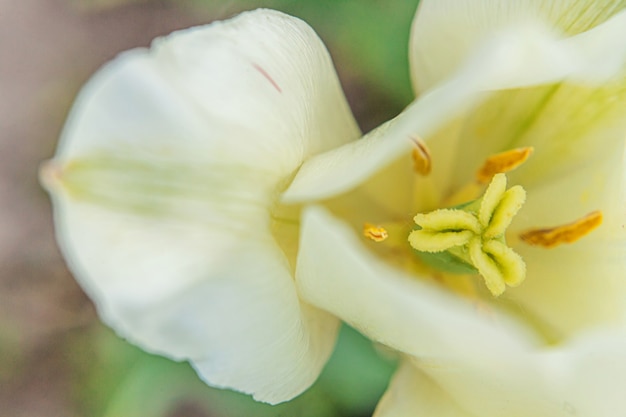 Il tulipano bianco fiorisce in primavera