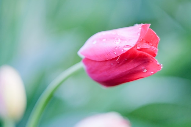 Il tulipano è fiorito in primavera dopo la pioggia