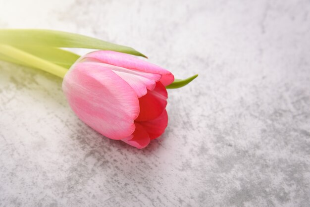 Il tulipano è luminoso, fresco, rosa