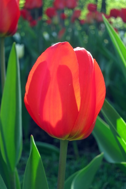 Il tulipano è rosso e bello che cresce in giardino da vicino