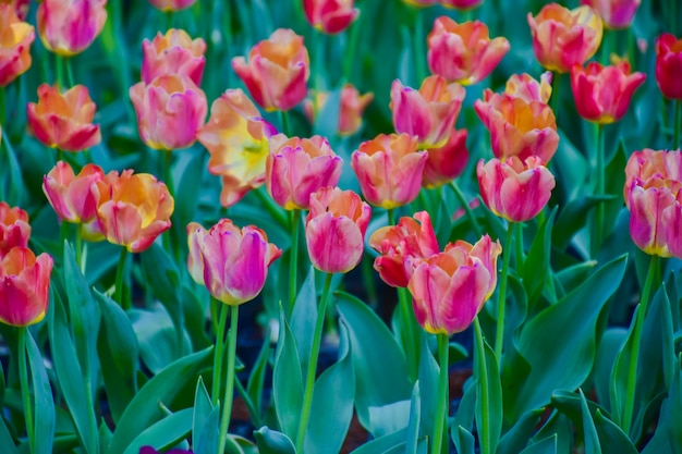 Il tulipano fiorisce per la decorazione, la bellezza, la cartolina e la progettazione di massima agricola