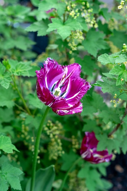 Il tulipano rosso cresce nel primo piano del giardino