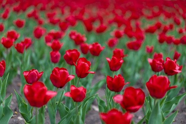 Il tulipano rosso fiorisce il fondo all'aperto Fiori di stagione primaverile