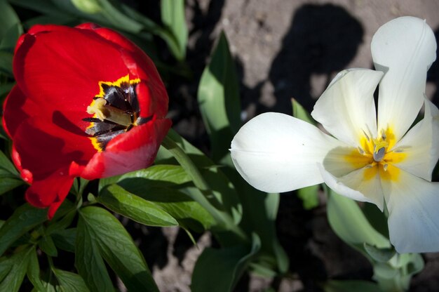 Il tulipano rosso fiorisce nel giardino primaverile