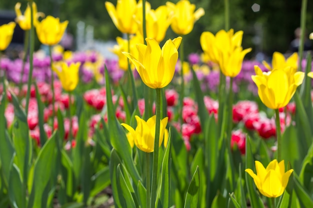 Il tulipano variopinto fiorisce su un'aiola nel parco della città.