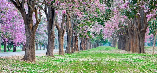 Il tunnel del fiore dell'albero della tromba rosa nella natura il tunnel del flore dell'amore romantico