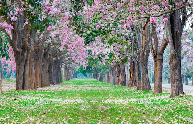 Il tunnel del fiore dell'albero della tromba rosa nella natura il tunnel del flore dell'amore romantico