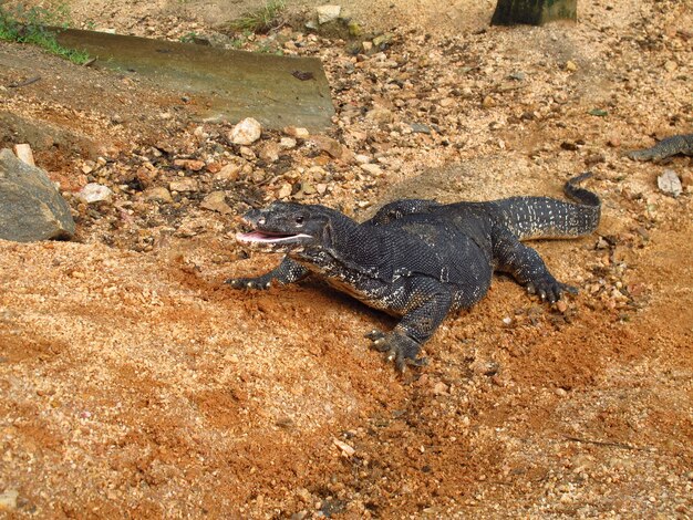 Il varan a Polonnaruwa dello Sri Lanka