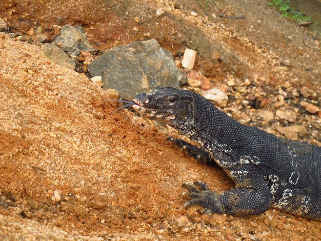 Il varan a Polonnaruwa dello Sri Lanka