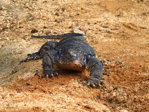 Il varan a Polonnaruwa dello Sri Lanka