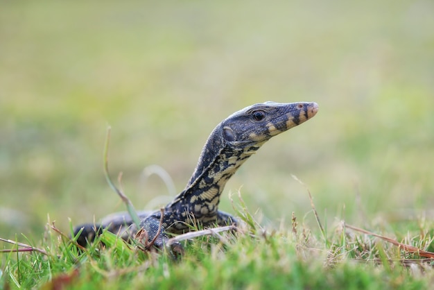 il varano è arrabbiato con uno sfondo naturale