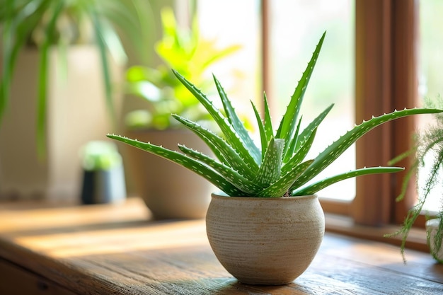 Il vaso di aloe vera verde genera Ai