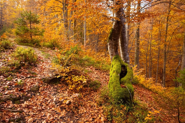 Il vecchio albero in pendenza coperto di muschio su un ripido pendio