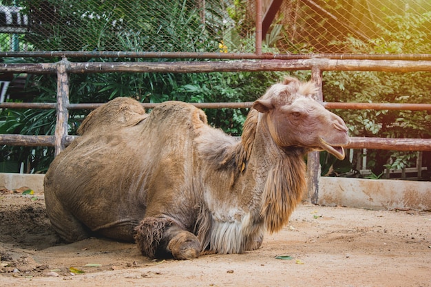 Il vecchio cammello seduto rilassato si diverte insieme a fare una faccia buffa allo zoo di Khao Din in Thailandia