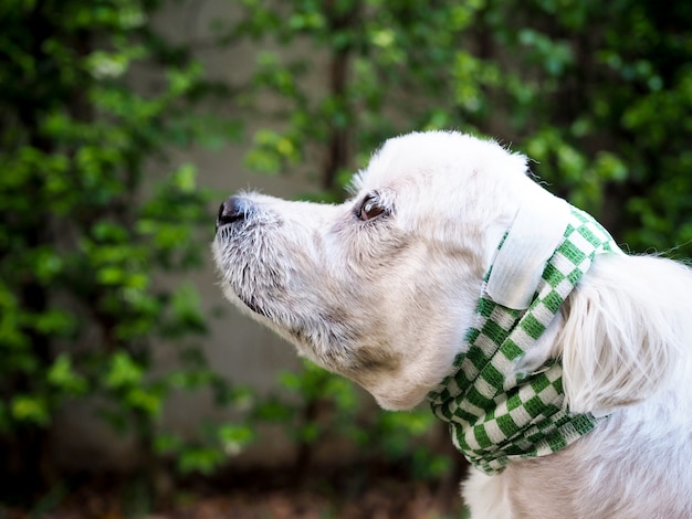 il vecchio cane bianco ha una ferita chirurgica all'orecchio, malato e doloroso