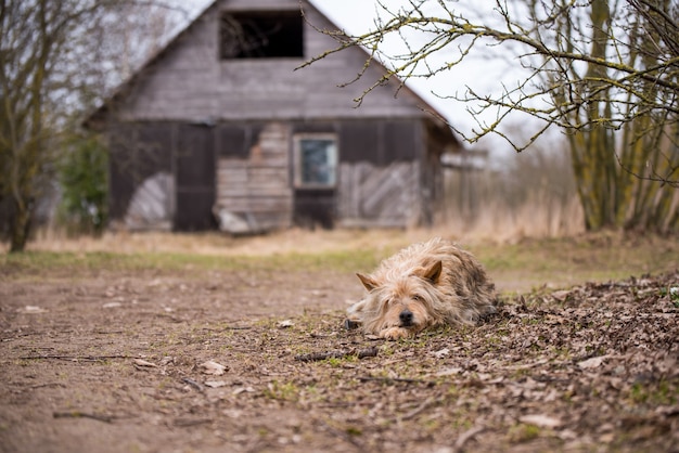 Il vecchio cane custodisce la vecchia casa del villaggio