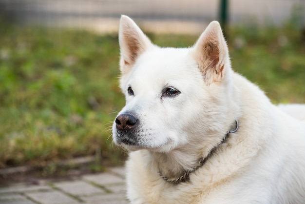 Il vecchio cane da pastore svizzero bianco posa all'esterno.