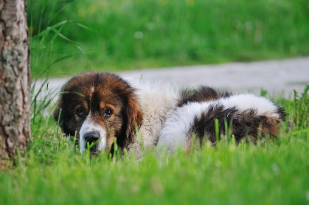 il vecchio cane malato si trova e dorme sull'erba sul prato all'aperto
