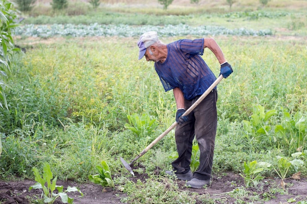 Il vecchio che lavora in giardino, il nonno coltiva la terra nel suo giardino