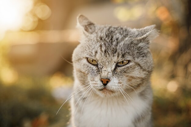 Il vecchio gatto triste si crogiola al sole