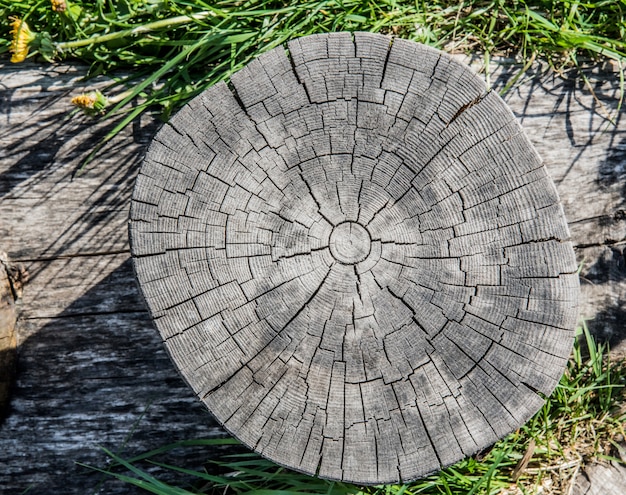Il vecchio scenario del ceppo di albero mostra crepe e fratture che si irradiano dal centro