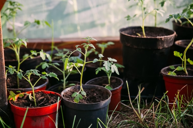 Il verde diffonde l'azienda agricola naturale di coltivazione della piantina