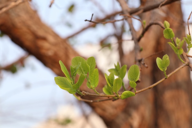 il verde lascia il naturale