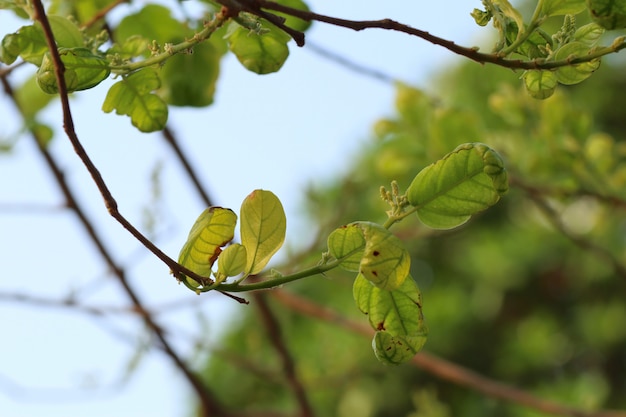 il verde lascia il naturale