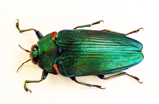 Il vero coleottero verde Colobagaster risplende di macro isolate Buprestidae Bug tropicale. Coleotteri