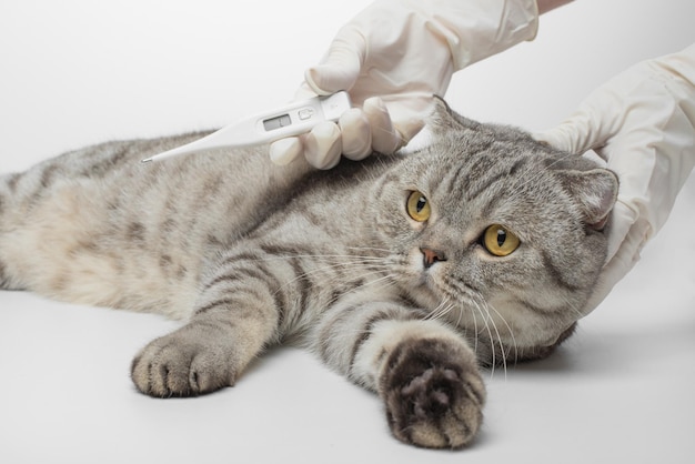 Il veterinario del medico misura la temperatura del gatto nella clinica veterinaria Animal Health