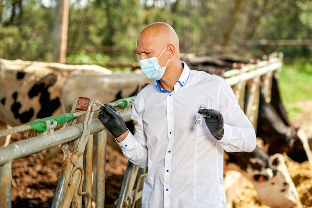 Il veterinario dell'animale da fattoria della mucca prende le analisi.