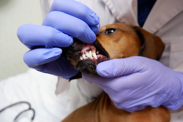 Il veterinario esamina i denti del cane da vicino