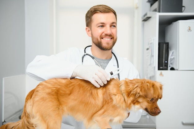 Il veterinario esamina il cane nella clinica veterinaria
