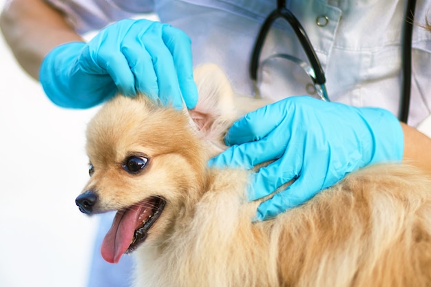 Il veterinario esamina il cane