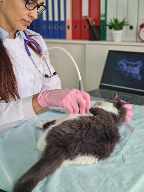 Il veterinario esegue l'ecografia dell'addome del gatto domestico