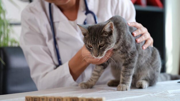 Il veterinario femminile detiene la diagnostica del primo piano del gatto malato della salute degli animali domestici nella clinica veterinaria