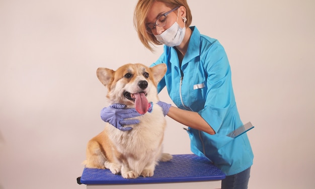Il veterinario femminile esamina un cane in clinica veterinaria.